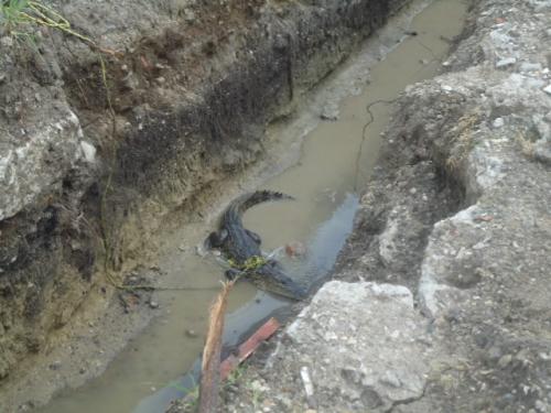 Bomberos preparados ante posible salida de cocodrilos de su hábitat